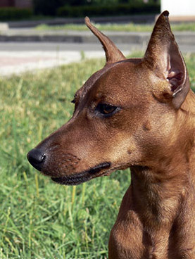PINSCHER PITIC